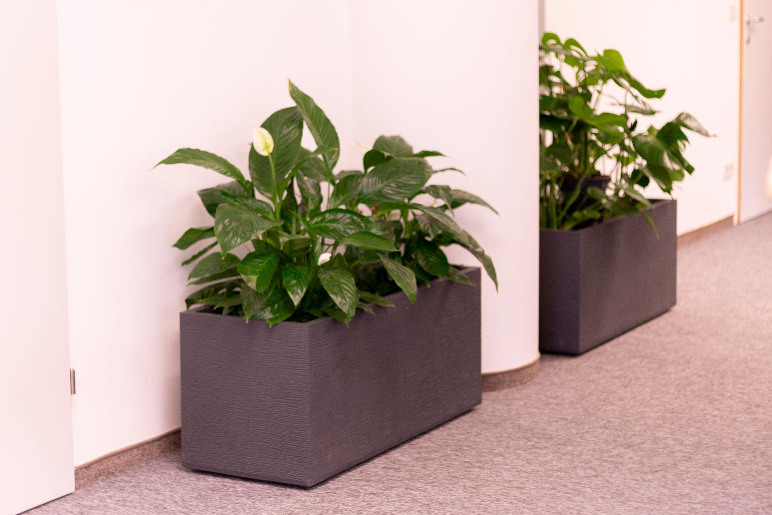 Feodos Büro Pflanze 2